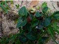 Aristolochia tyrrhena
